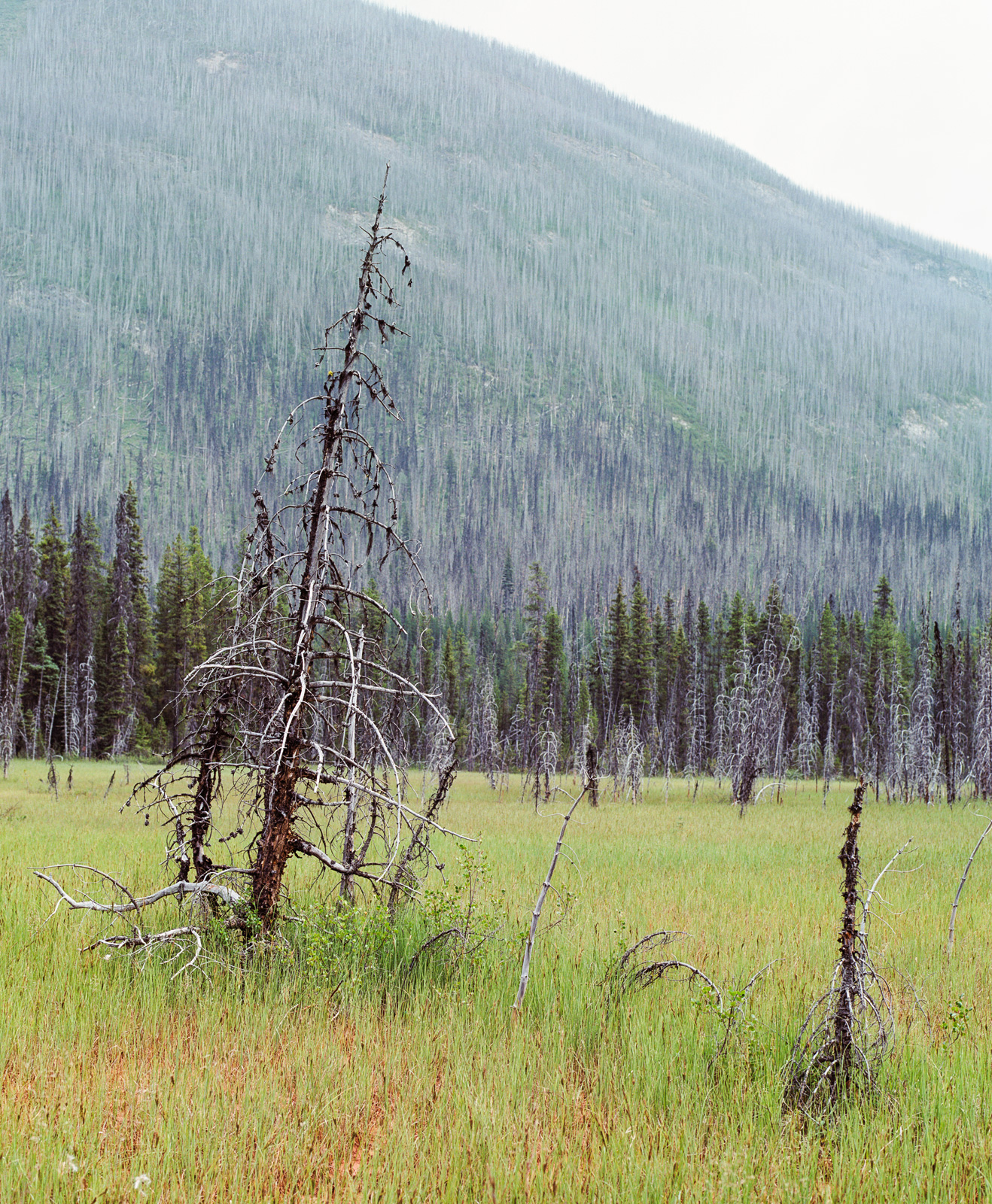 Kootenay National Park, British Columbia, Canada (2018)