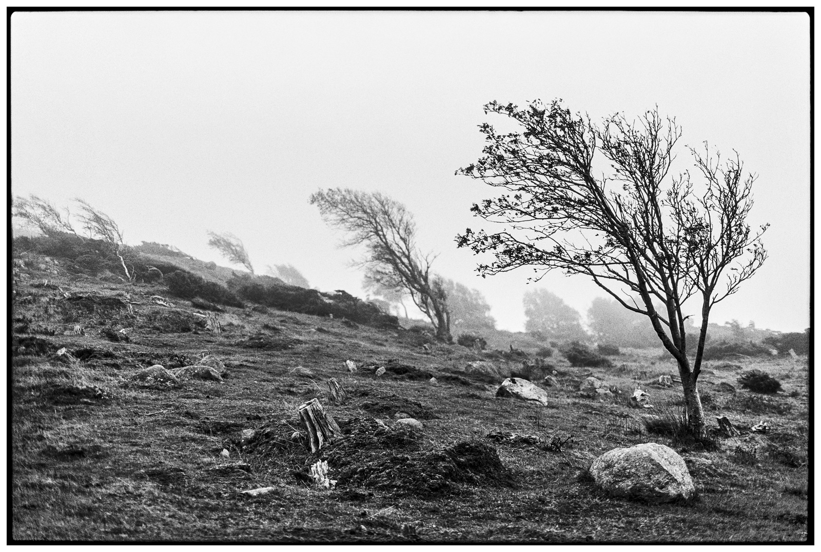 Fog in Kullaberg, Sweden (2017)